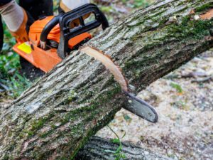 In the aftermath of a hurricane, a tree fell in the broke a tree with a was cut chainsaw