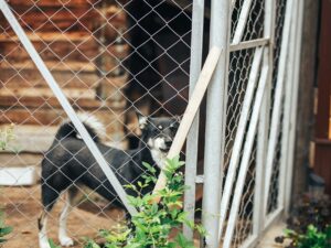 black dog mongrel sad sitting in a cage in a dog kennel aviary