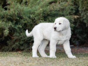 Central Asian Shepherd Dog puppy. White puppy. Dog litter. Kennel. Gigant dog breed puppy