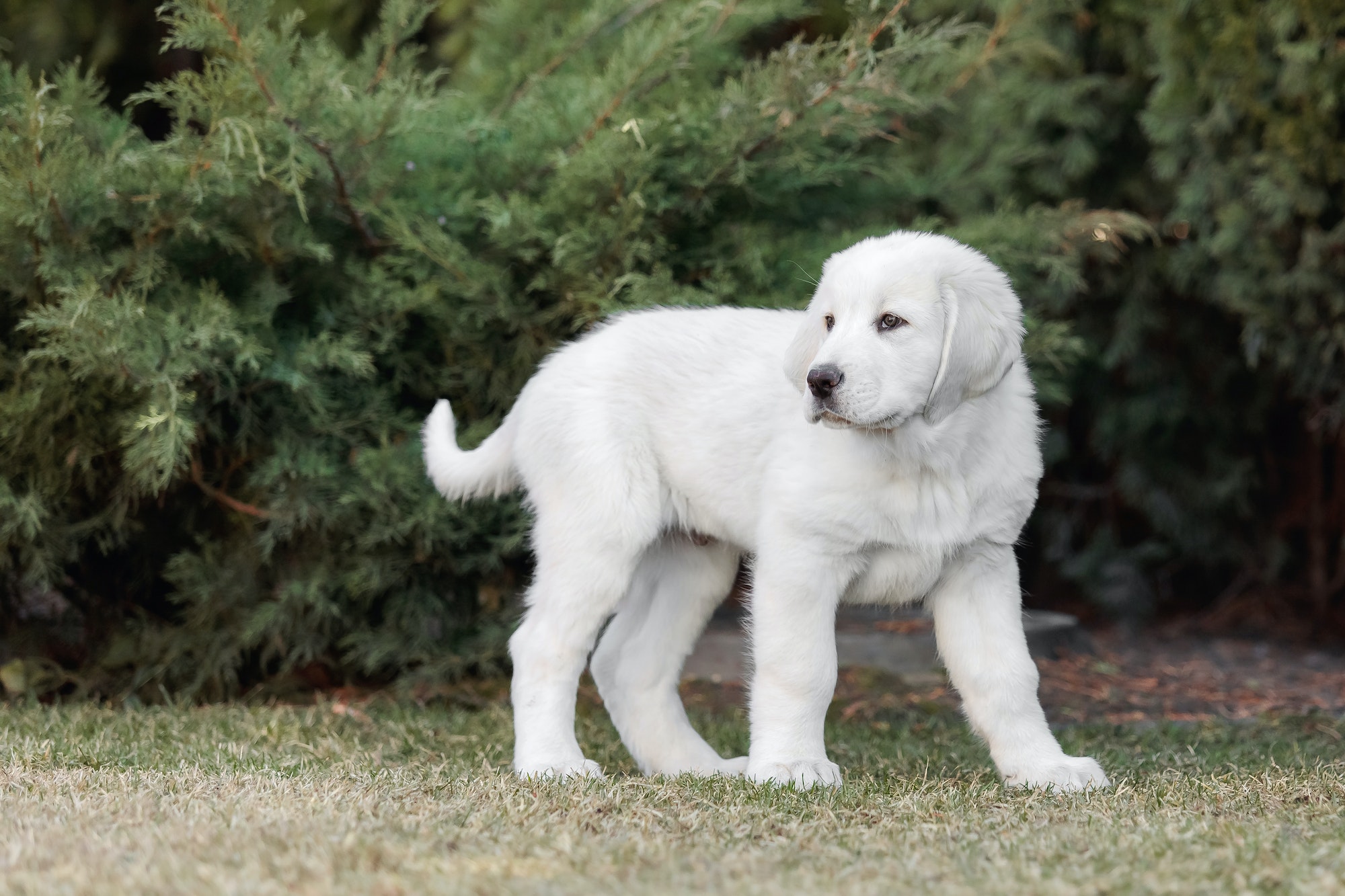 Central Asian Shepherd Dog puppy. White puppy. Dog litter. Kennel. Gigant dog breed puppy