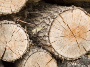 Felled tree trunks, the view on the cut of the ring