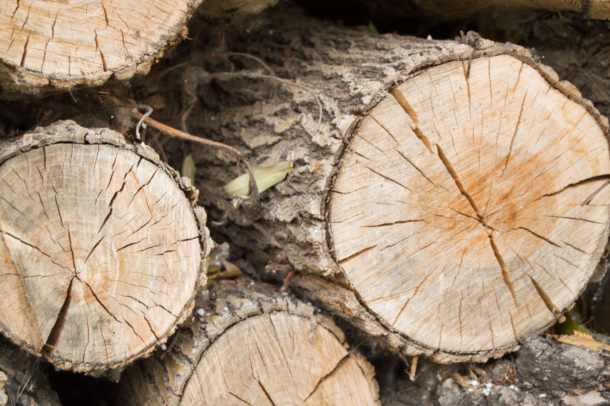 Felled tree trunks, the view on the cut of the ring